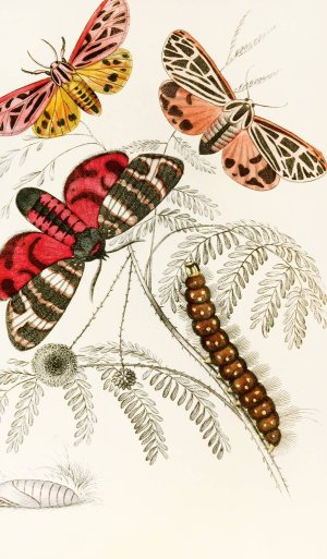 Arctia Hebe, Spilosoma Arge, Spilosoma aerea, Spilosoma Virgo Oil painting by James Duncan