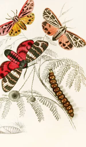 Arctia Hebe, Spilosoma Arge, Spilosoma aerea, Spilosoma Virgo by James Duncan Oil Painting