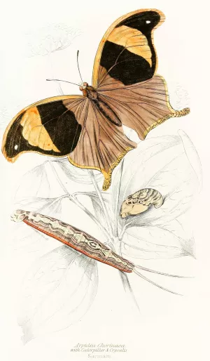 Arpidea Chorinaea by James Duncan Oil Painting
