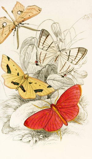 Asthenia podaliriaria, Macrotes netrix, Venilia sospita, Eumelia Rosalia by James Duncan Oil Painting