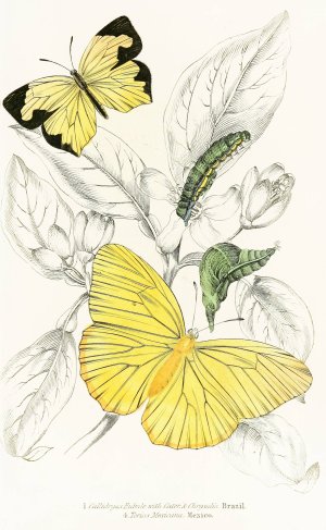 Callidryas Eubule, Terias Mexicana Oil painting by James Duncan