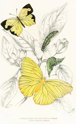 Callidryas Eubule, Terias Mexicana by James Duncan Oil Painting