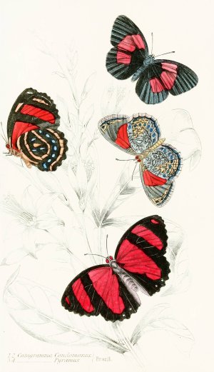 Catagramma Condomanus, Catagramma Pyramus by James Duncan Oil Painting