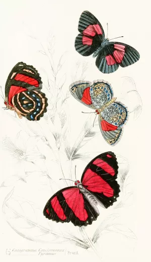 Catagramma Condomanus, Catagramma Pyramus by James Duncan Oil Painting