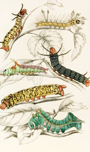 Caterpillar of Erythrinae, Molina, Nesia, Netrix Oil painting by James Duncan