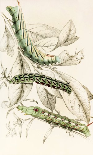 Caterpillar of Metopsilus Tersa, Sphinx Chionanthi, Sphinx Gaurae Oil painting by James Duncan
