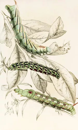 Caterpillar of Metopsilus Tersa, Sphinx Chionanthi, Sphinx Gaurae by James Duncan Oil Painting