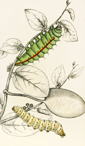 Caterpillar of Saturnia Cynthia, Saturnia Mylitta by James Duncan Oil Painting