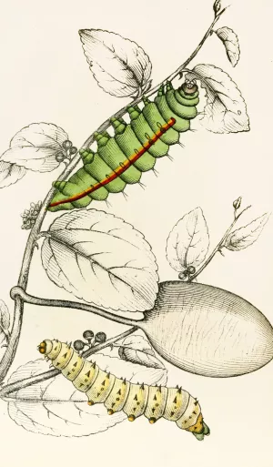 Caterpillar of Saturnia Cynthia, Saturnia Mylitta by James Duncan Oil Painting