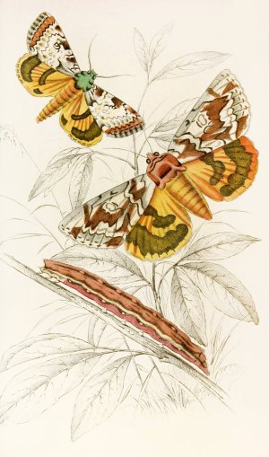 Catochala neogama, Catochala amesia by James Duncan Oil Painting