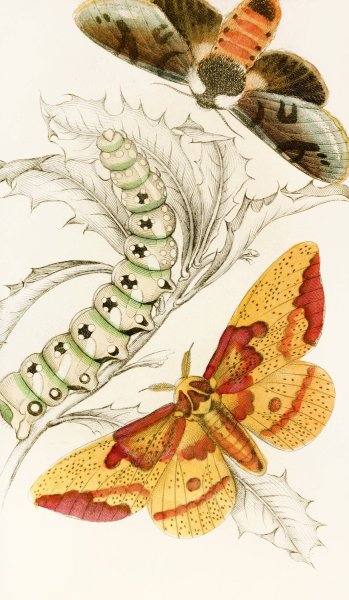Ceratocampa imperialis, Harpyia Banksiae  by James Duncan - Hand-Painted Oil Painting Reproduction