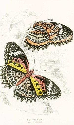 Cethosia Cyane by James Duncan Oil Painting