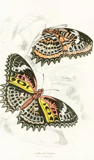 Cethosia Cyane by James Duncan Oil Painting