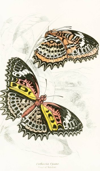 Cethosia Cyane  by James Duncan - Hand-Painted Oil Painting Reproduction
