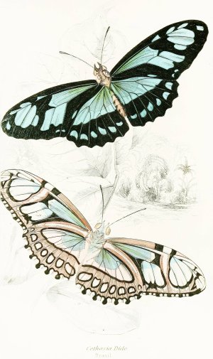 Cethosia Dido Oil painting by James Duncan