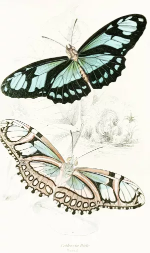 Cethosia Dido by James Duncan Oil Painting