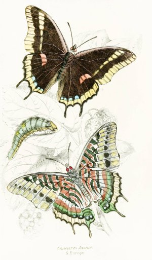 Charaxes Jasius by James Duncan Oil Painting