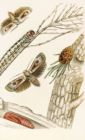 Cryptophasa irrorata by James Duncan Oil Painting