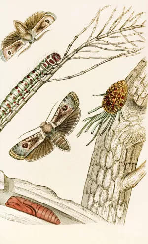 Cryptophasa irrorata by James Duncan Oil Painting