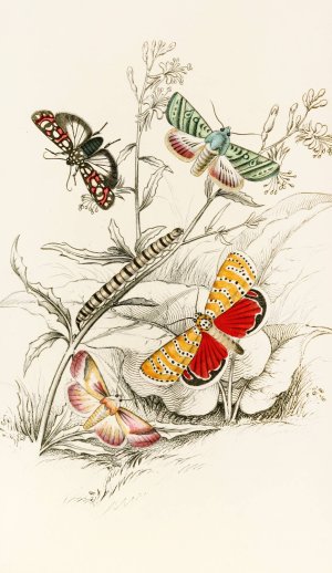 Deiopeia bella, Cydosia nobilitella, Chloridea Rhexiae by James Duncan Oil Painting