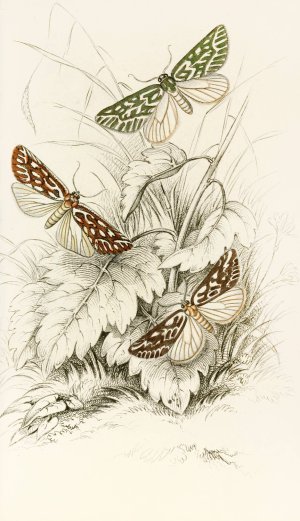 Dichroma equestralis, Dichroma histrionalis, Dichroma arcualis Oil painting by James Duncan