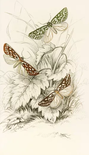 Dichroma equestralis, Dichroma histrionalis, Dichroma arcualis by James Duncan Oil Painting