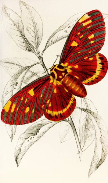 Dorycampa regalis  by James Duncan - Hand-Painted Oil Painting Reproduction