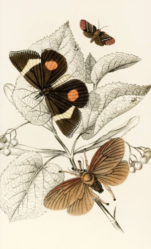 Epidesmia tricolor, Scopelodes unicolor, Tortrix Crameriana by James Duncan Oil Painting