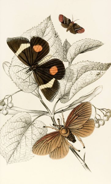 Epidesmia tricolor, Scopelodes unicolor, Tortrix Crameriana  by James Duncan - Hand-Painted Oil Painting Reproduction