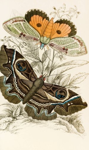 Erebus crepuscularis, Triphaena materna by James Duncan Oil Painting