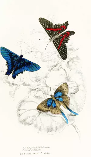 Erycina Melibaeus,Laxura Alcides by James Duncan Oil Painting