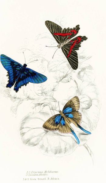 Erycina Melibaeus,Laxura Alcides  by James Duncan - Hand-Painted Oil Painting Reproduction