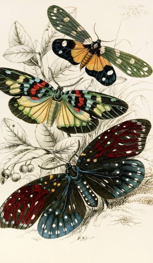 Eterusia tricolor, Erasmia pulchella, Amesia sanguiflua by James Duncan Oil Painting