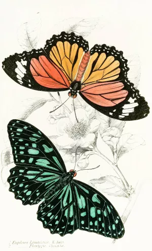 Euploea Limniace, Euploea Plexippe by James Duncan Oil Painting