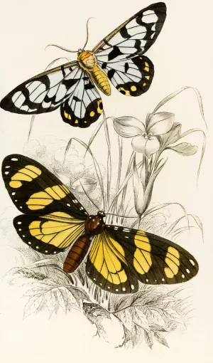 Heleona fenestrata, Anthomyza Tiresia by James Duncan Oil Painting