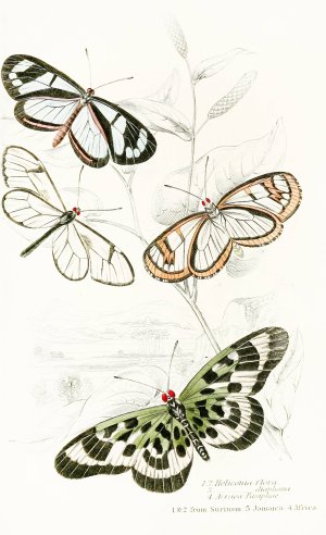 Heliconia Flora, Heliconia Diaphana,Acraea Pasiphae by James Duncan Oil Painting