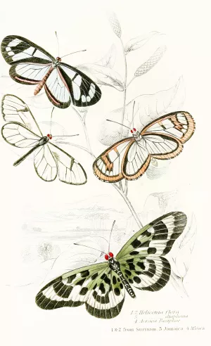 Heliconia Flora, Heliconia Diaphana,Acraea Pasiphae by James Duncan Oil Painting
