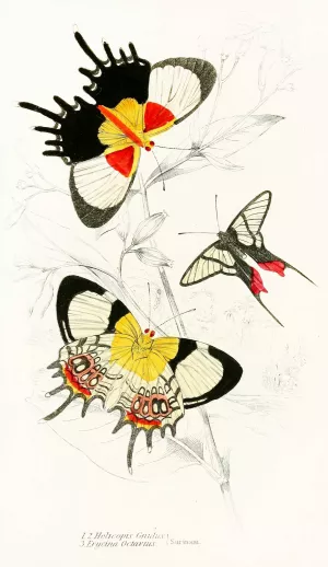 Helicopis Gnidus, Erycina Octavius by James Duncan Oil Painting