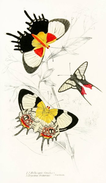 Helicopis Gnidus, Erycina Octavius  by James Duncan - Hand-Painted Oil Painting Reproduction