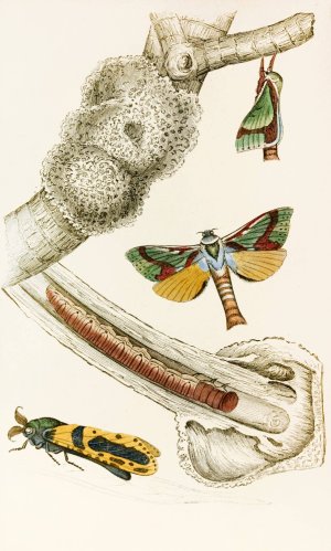 Hepialus lignivorus, Zeuzera minea by James Duncan Oil Painting