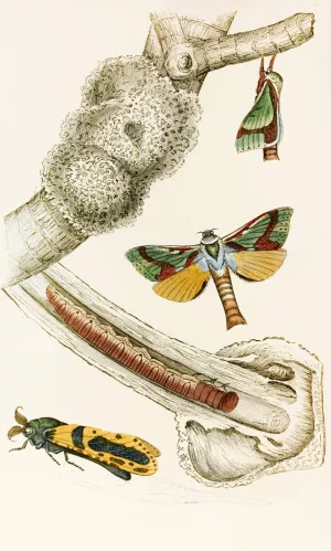 Hepialus lignivorus, Zeuzera minea by James Duncan Oil Painting
