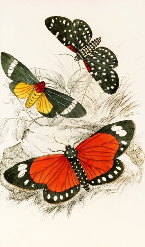 Hypercampa Sybaris, Callimorpha Helcita, Callimorpha Phileta by James Duncan Oil Painting