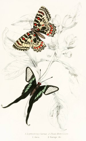 Leptocircus Curius,Thais Medesicaste by James Duncan Oil Painting