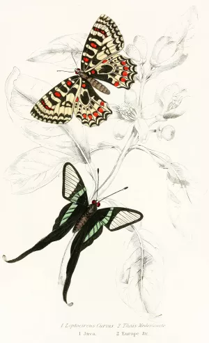 Leptocircus Curius,Thais Medesicaste by James Duncan Oil Painting