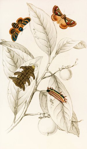 Limacodes Cippus, Ecnomidea Pithecium by James Duncan Oil Painting