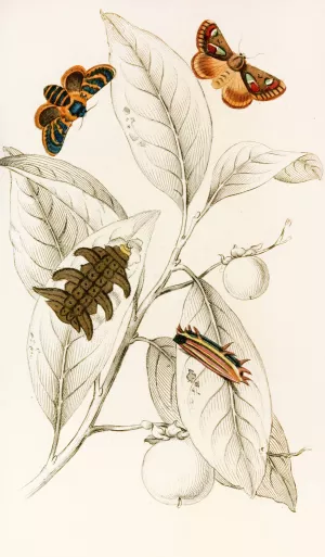 Limacodes Cippus, Ecnomidea Pithecium by James Duncan Oil Painting