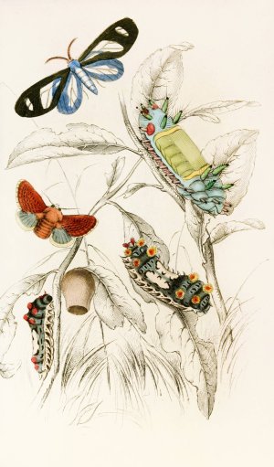 Limacodes Micilia, Doratifera vulnerans by James Duncan Oil Painting