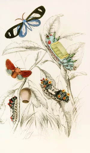 Limacodes Micilia, Doratifera vulnerans by James Duncan Oil Painting