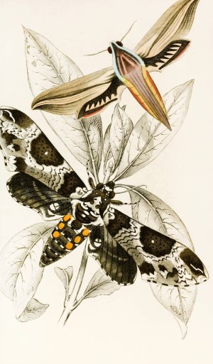 Metopsilus tersa, Sphinx Chionanthi by James Duncan Oil Painting
