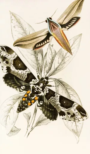 Metopsilus tersa, Sphinx Chionanthi by James Duncan Oil Painting